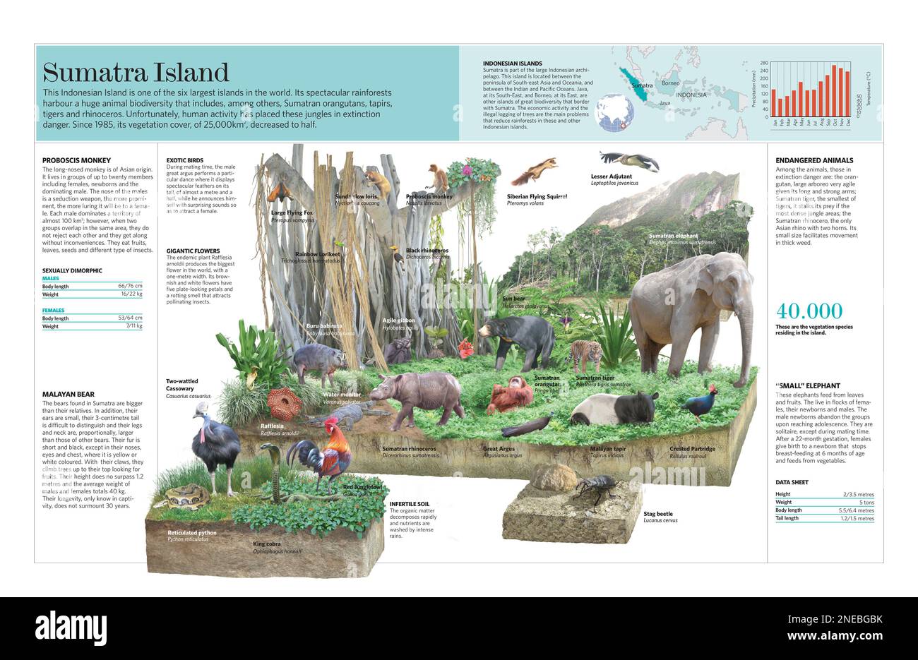 Infographie de l'écosystème de l'île de Sumatra, dans l'archipel indonésien. [QuarkXPress (.qxp); Adobe InDesign (.indd); 5669x3661]. Banque D'Images