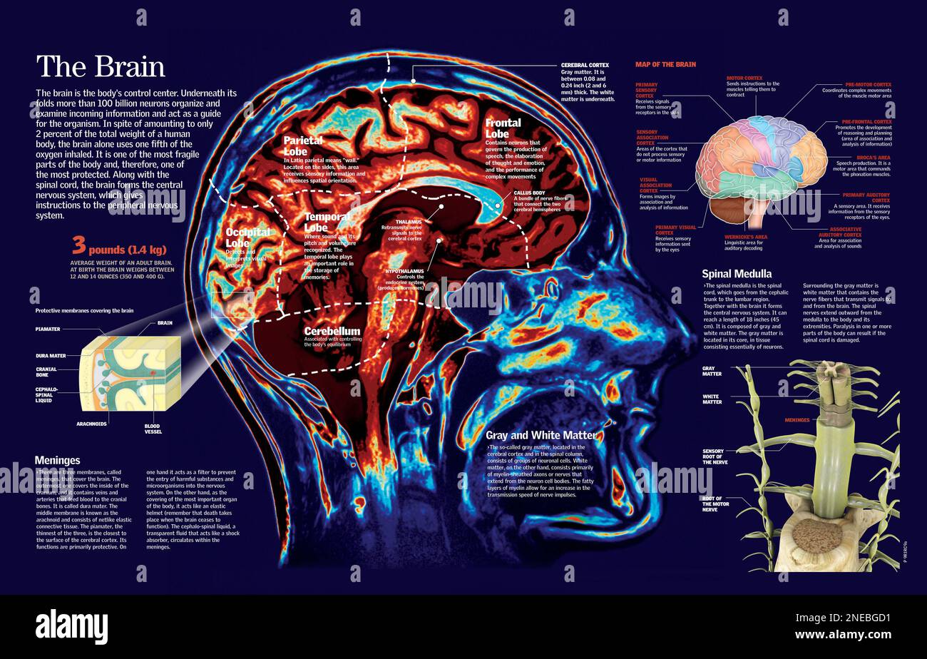 Infographie du cerveau humain : les couches qui le protègent, les lobes ...