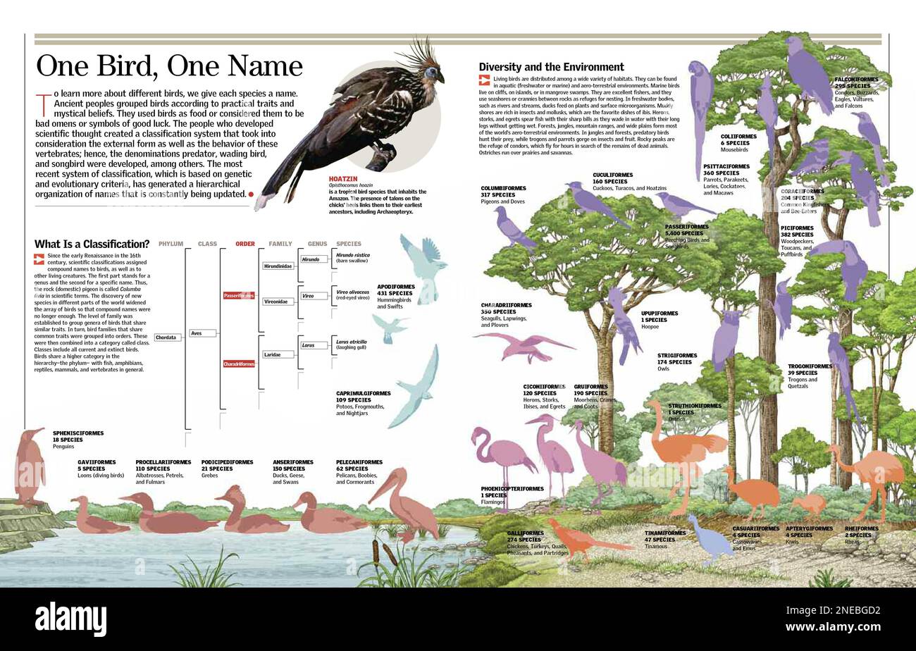 Infographie sur la classification des oiseaux. [QuarkXPress (.qxd); 6259x4015]. Banque D'Images