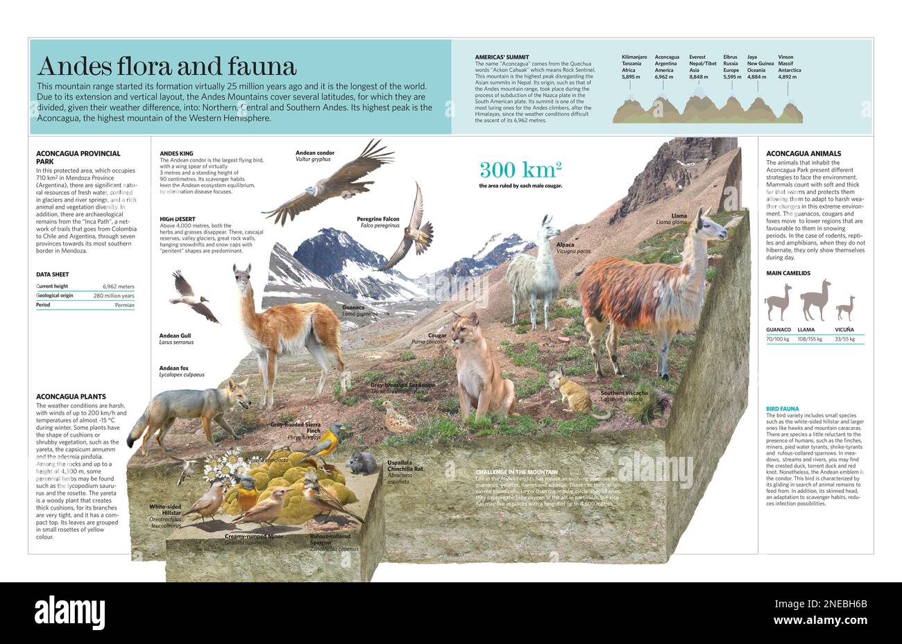 Infographie sur la faune et la flore de la chaîne de montagnes des Andes. [QuarkXPress (.qxp); Adobe InDesign (.indd); 5669x3661]. Banque D'Images