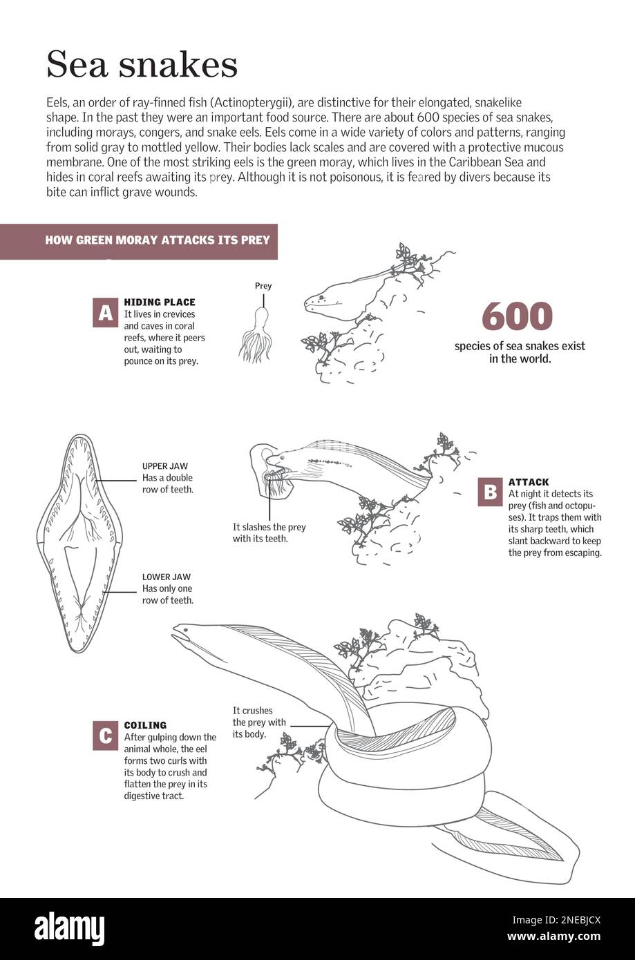 Infographie sur les serpents de mer, en particulier sur l'anguille moray et ses techniques d'attaque. [Adobe InDesign (.indd); 2480x3507]. Banque D'Images
