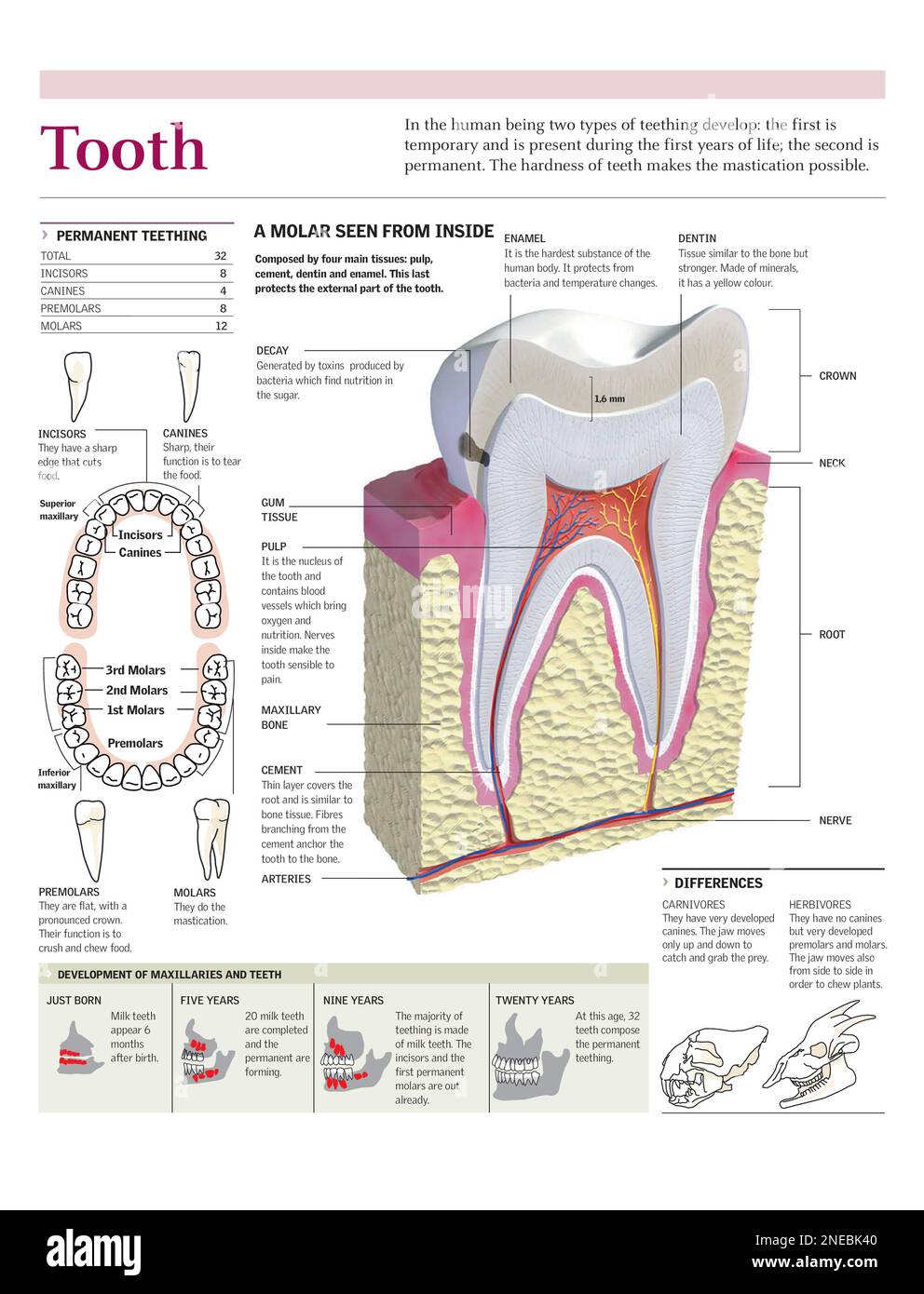 Infographies des parties d'une dent molaire, de la dentition humaine et comparaison entre carnivores et herbivores. [Adobe Illustrator (.ai); 2480x3248]. Banque D'Images