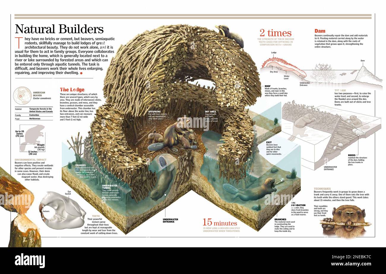 Infographie sur l'activité de construction des castors. [6259x4015]. Banque D'Images