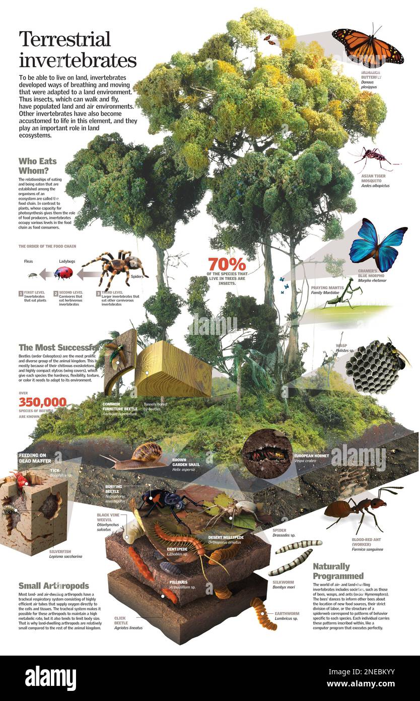 Infographies des principales espèces d'invertébrés terrestres et volants et de leur habitat. [QuarkXPress (.qxp); 6259x4015]. Banque D'Images