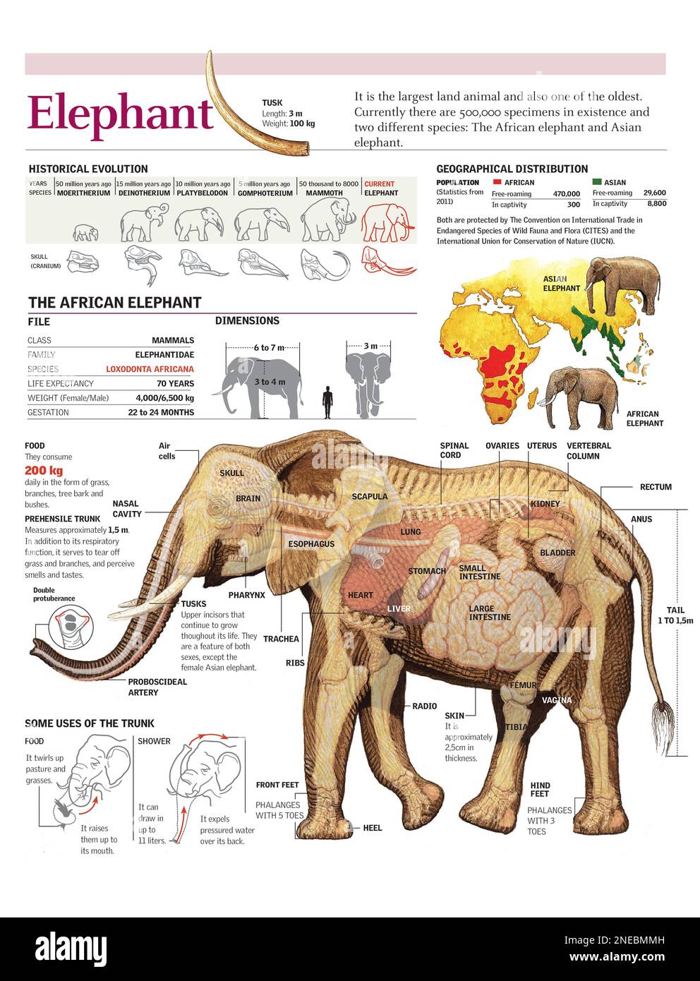 Infographies de l'anatomie et de l'habitat de l'éléphant d'Afrique