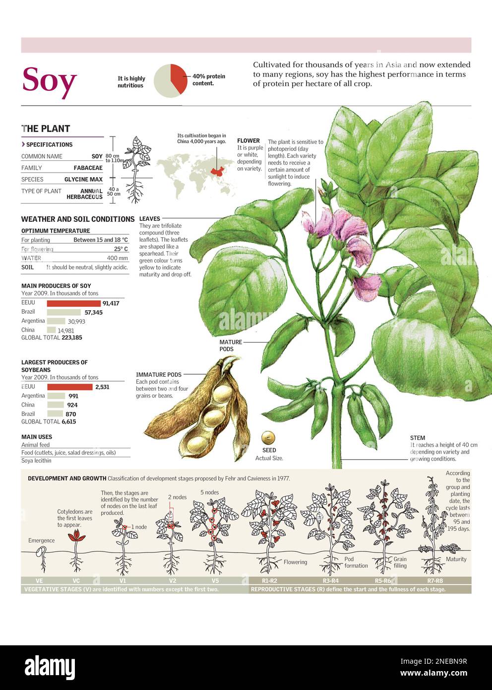 Infographies des parties de la plante de soja, de son cycle de croissance et de sa culture mondiale. [Adobe Illustrator (.ai); 2480x3248]. Banque D'Images