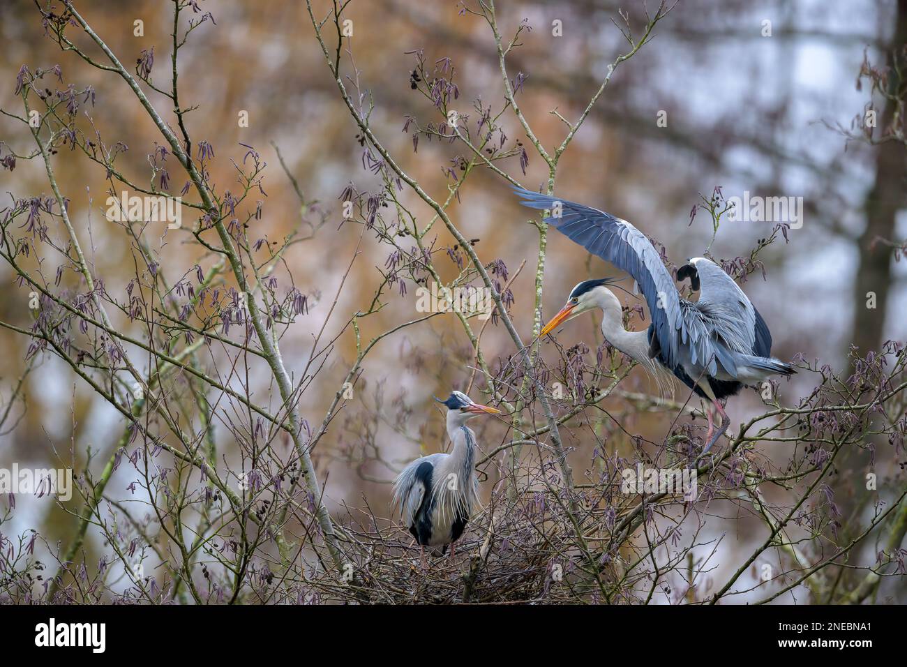 Un couple de hérons gris (ardea cinerea) construisent leur grand nid haut dans les branches os un arbre Banque D'Images