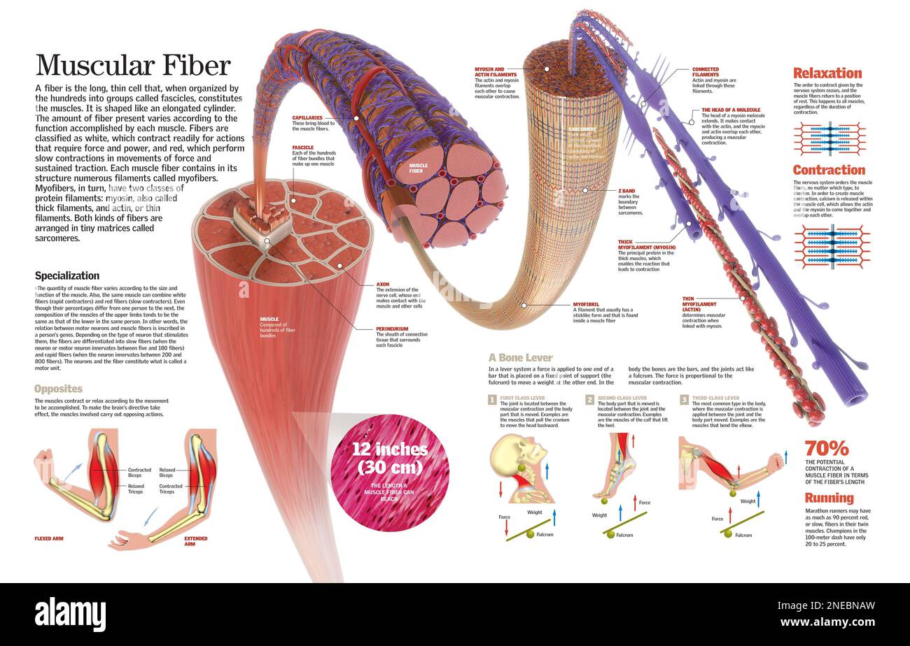 Infographie sur la composition des fibres musculaires et le mouvement de contraction et de relaxation des muscles. [QuarkXPress (.qxp); 6259x4015]. Banque D'Images