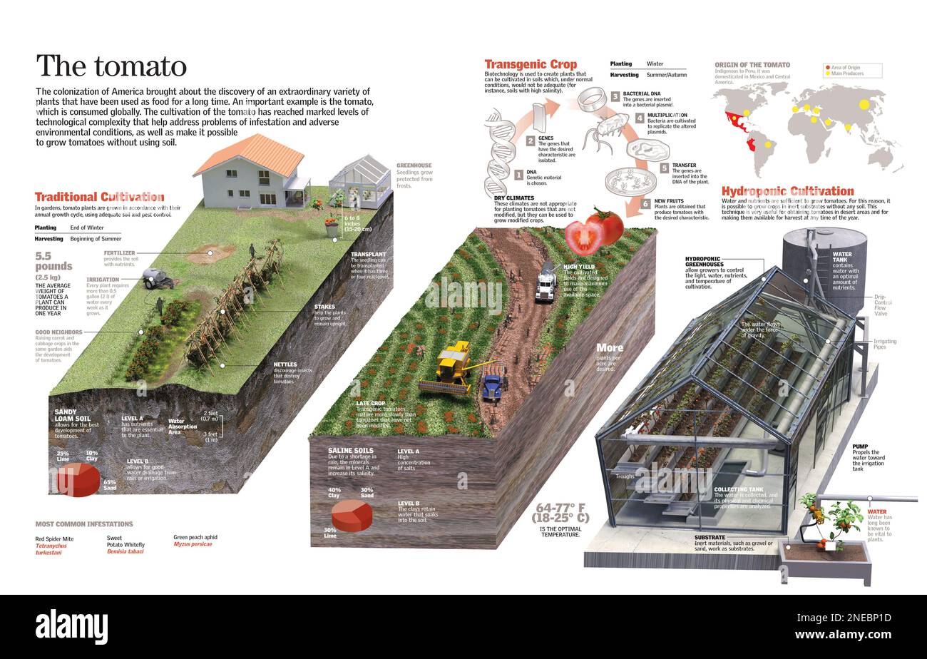 Infographie des différents types de production de tomates : culture traditionnelle, transgénique et hydroponique. [QuarkXPress (.qxp); 6259x4015]. Banque D'Images