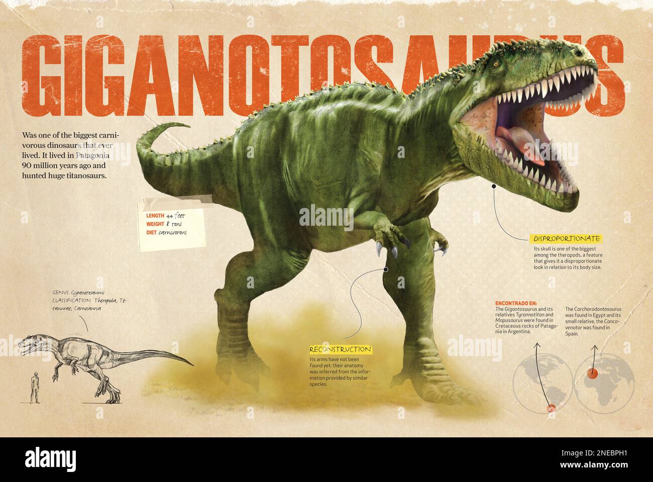 Infographies montrant le Giganotosaurus, l'un des plus grands dinosaures carnivores de la période du Crétacé. [QuarkXPress (.qxp); 4842x3248]. Banque D'Images