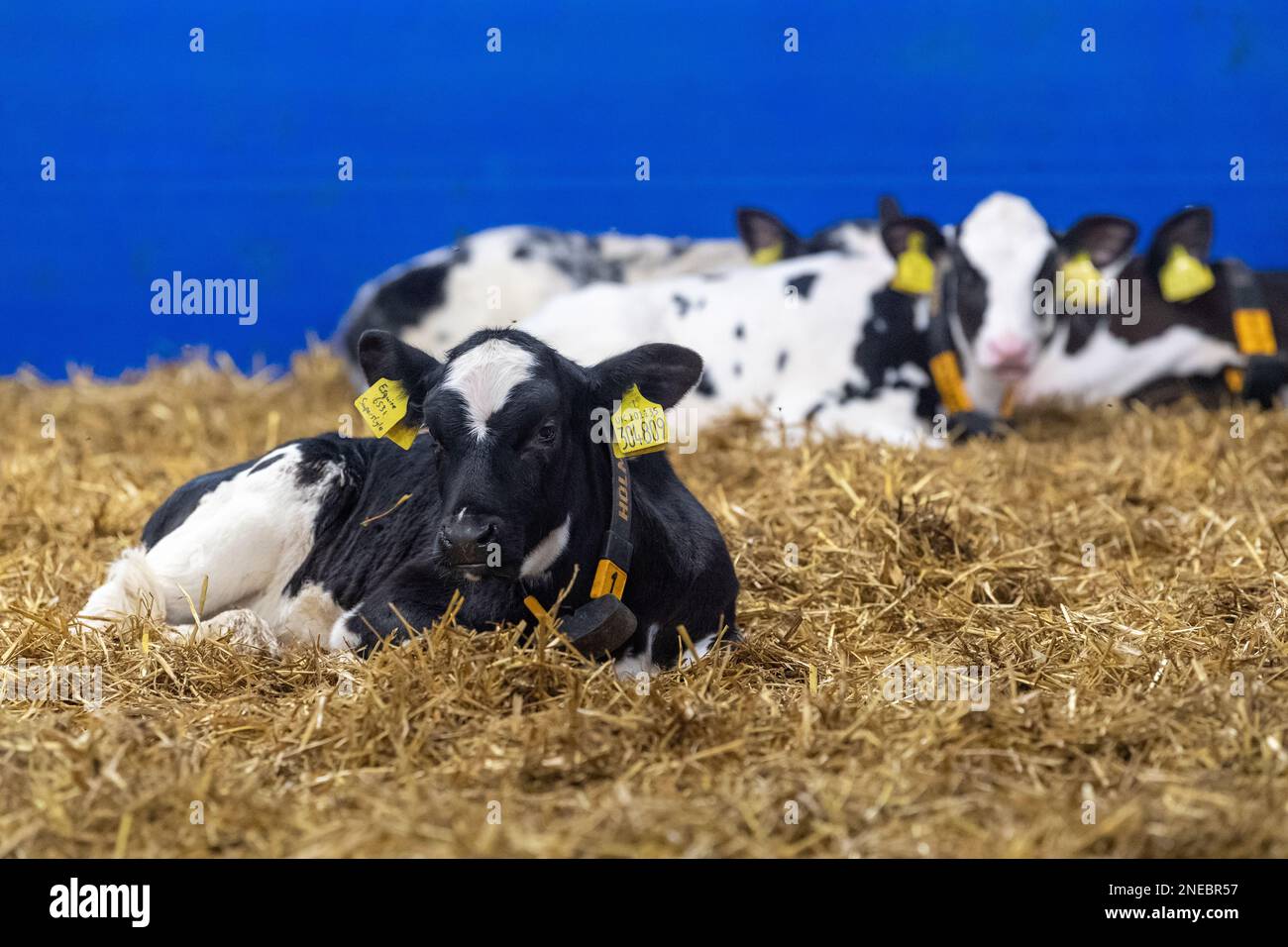 Veaux laitiers sains sur un lit de paille dans un hangar spécialement conçu. Cumbria, Royaume-Uni. Banque D'Images Veaux laitiers sains sur un lit de paille dans un hangar spécialement conçu. Cumbria, Royaume-Uni. Banque D'Images