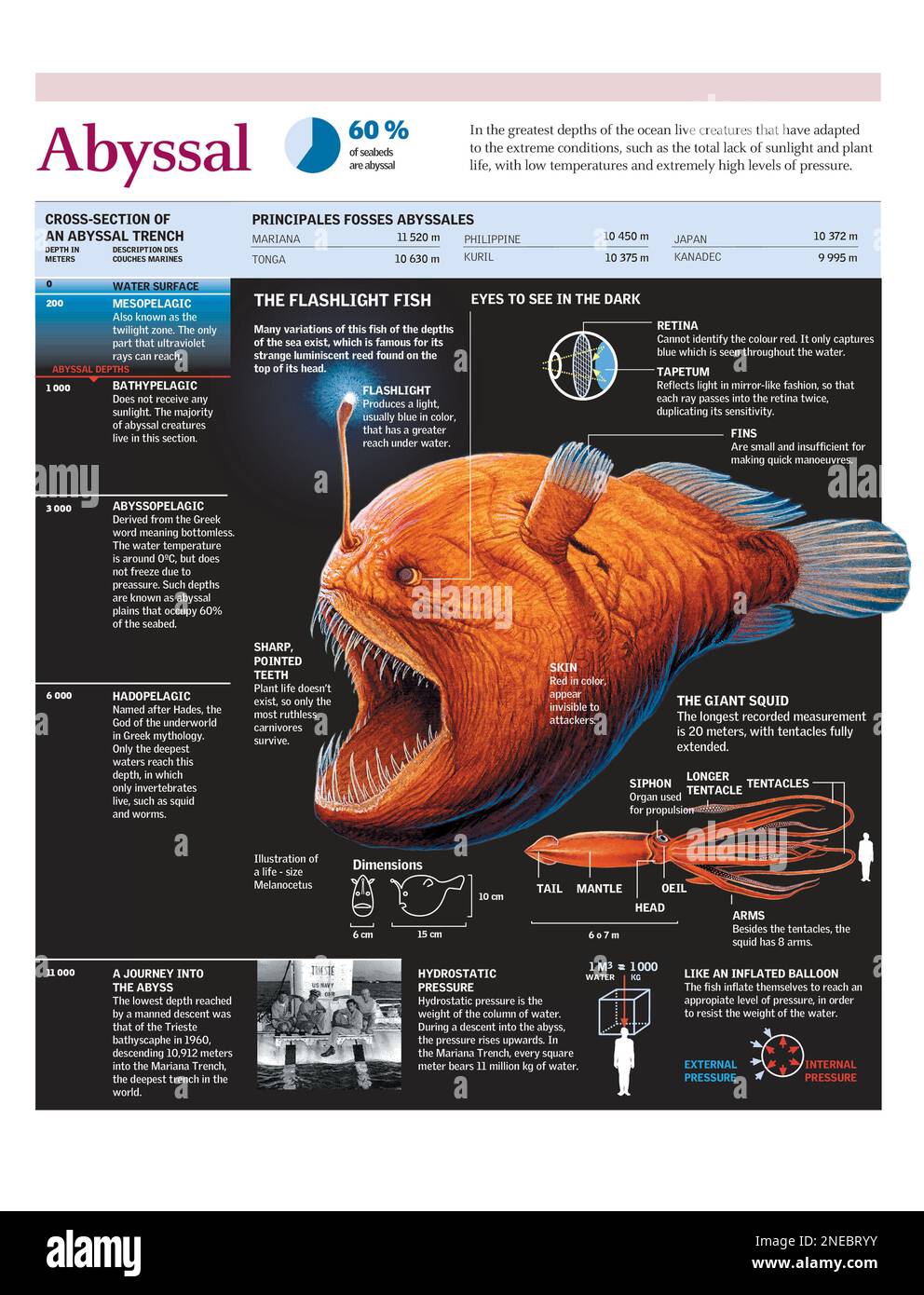 Infographie de la faune des tranchées abyssales, avec un accent particulier sur les poissons de poche. [Adobe Illustrator (.ai); 2480x3248]. Banque D'Images