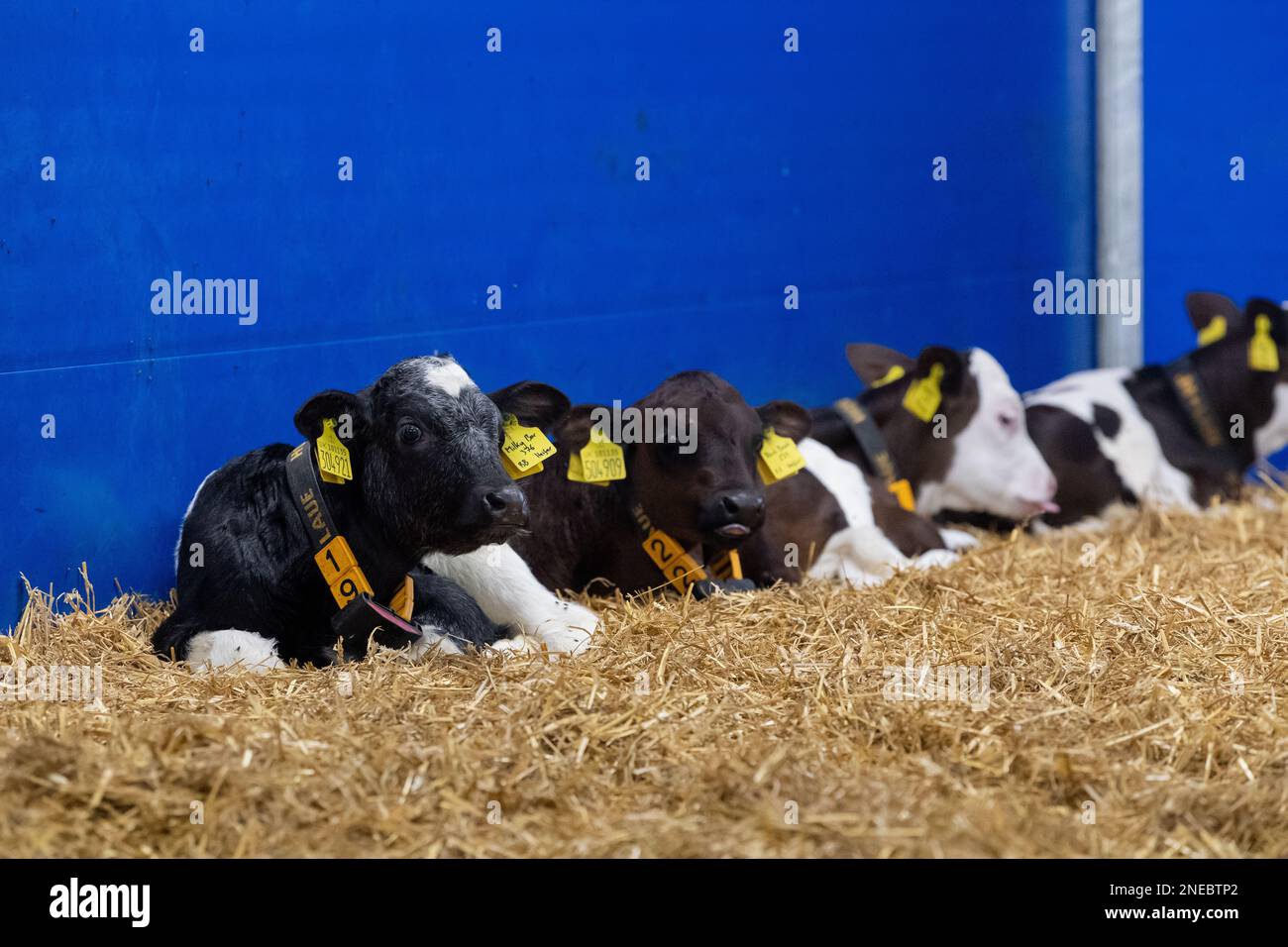 Veaux laitiers sains sur un lit de paille dans un hangar spécialement conçu. Cumbria, Royaume-Uni. Banque D'Images Veaux laitiers sains sur un lit de paille dans un hangar spécialement conçu. Cumbria, Royaume-Uni. Banque D'Images