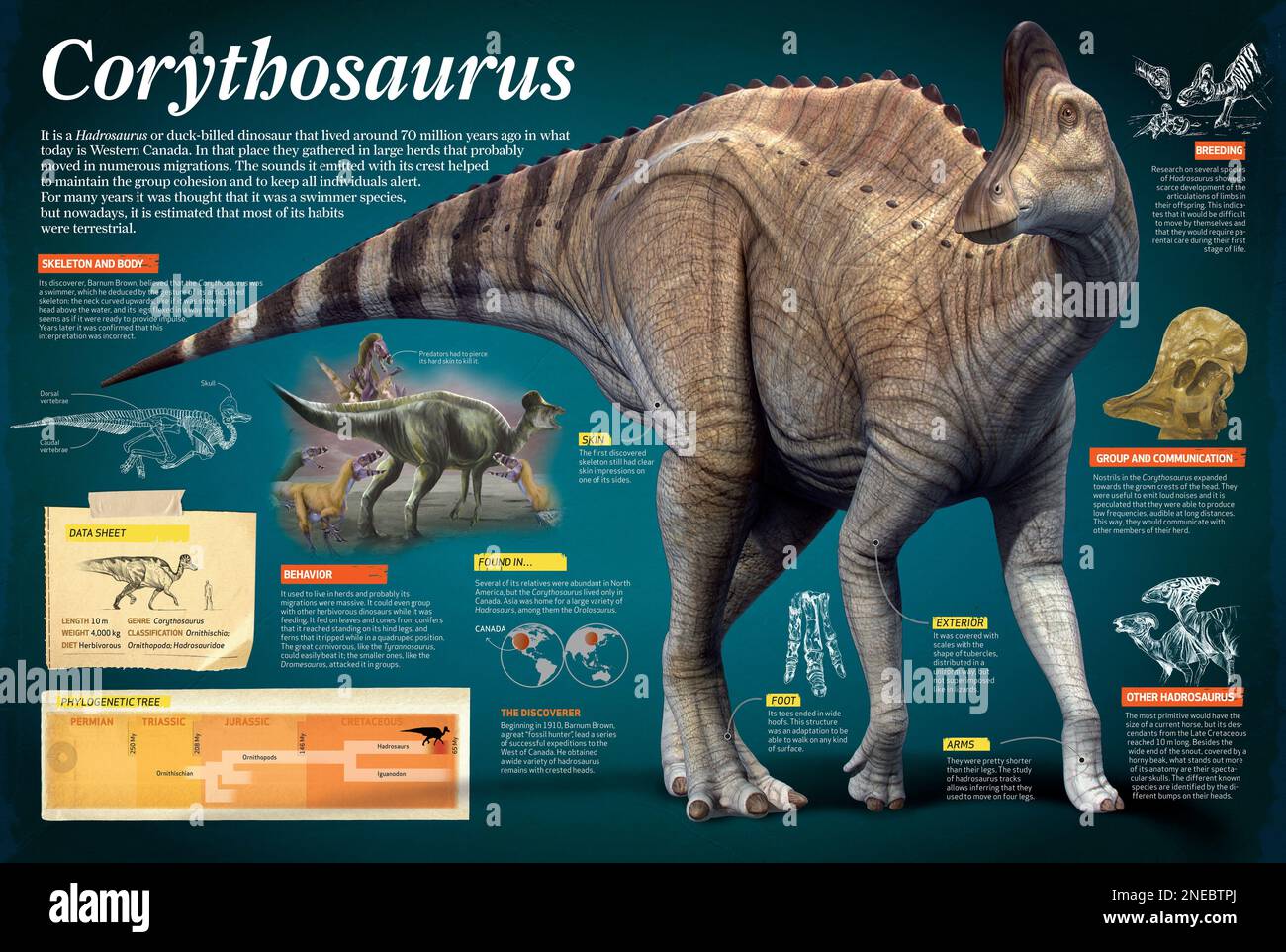 Infographie sur le Corythosaurus, un hadrosaurus qui vivait pendant la période du Crétacé tardif, il y a environ 70 millions d'années. [Adobe InDesign (.indd); 9685x6496]. Banque D'Images