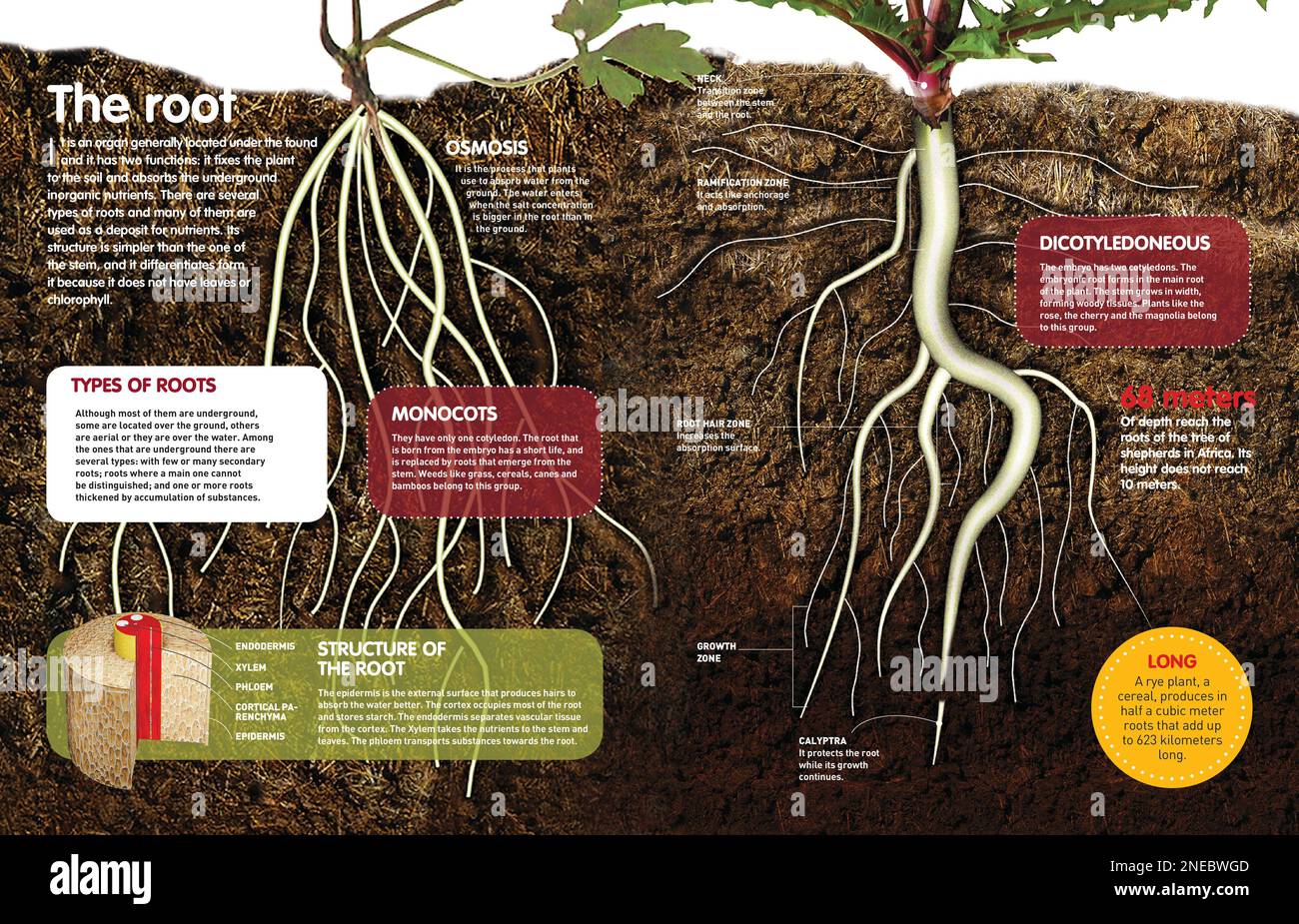Infographie sur les racines des plantes ce qu
