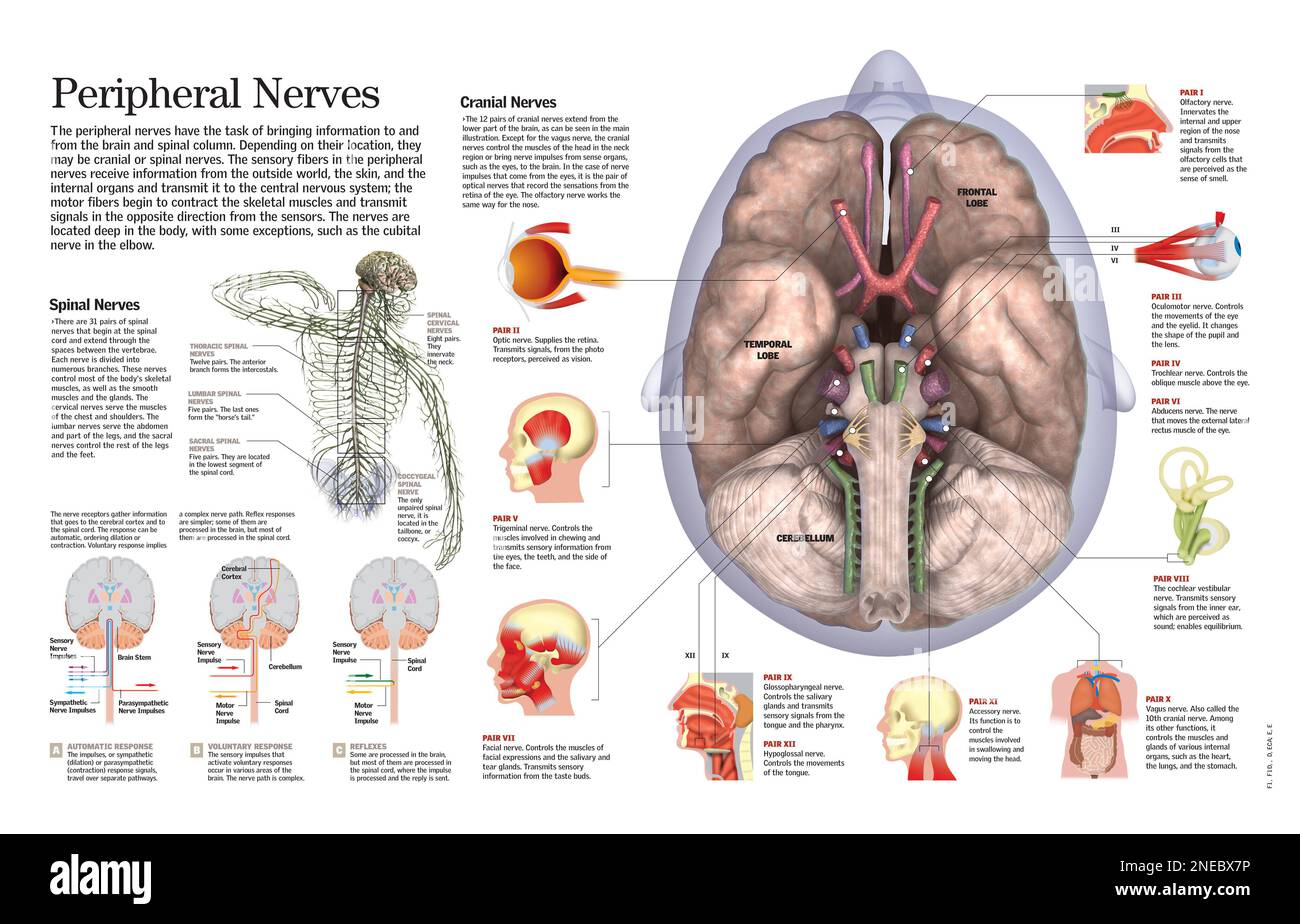 Infographie des nerfs périphériques qui transportent des informations vers et depuis le cerveau et la moelle épinière, et des types de réponses nerveuses déterminées par des stimuli externes. [QuarkXPress (.qxp); 6259x4015]. Banque D'Images