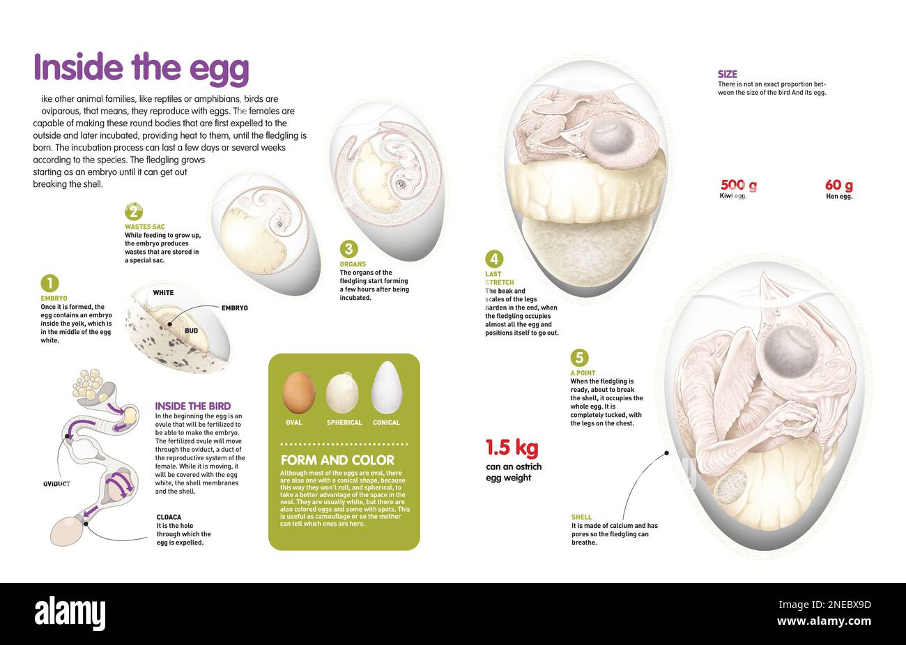 Infographie sur le processus de formation des oiseaux à l'intérieur de l'oeuf, les différents types d'oeufs et ses parties. [QuarkXPress (.qxp); Adobe InDesign (.indd); QuarkXPress (.qxd); 4960x3188]. Banque D'Images