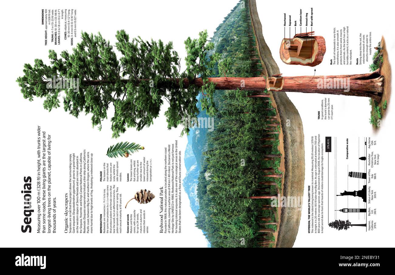 Infographie des séquoias (les arbres les plus grands et les plus longs de la planète) et du parc national de Redwood, situé le long de la côte nord de la Californie. [Adobe InDesign (.indd); 3188x5078]. Banque D'Images