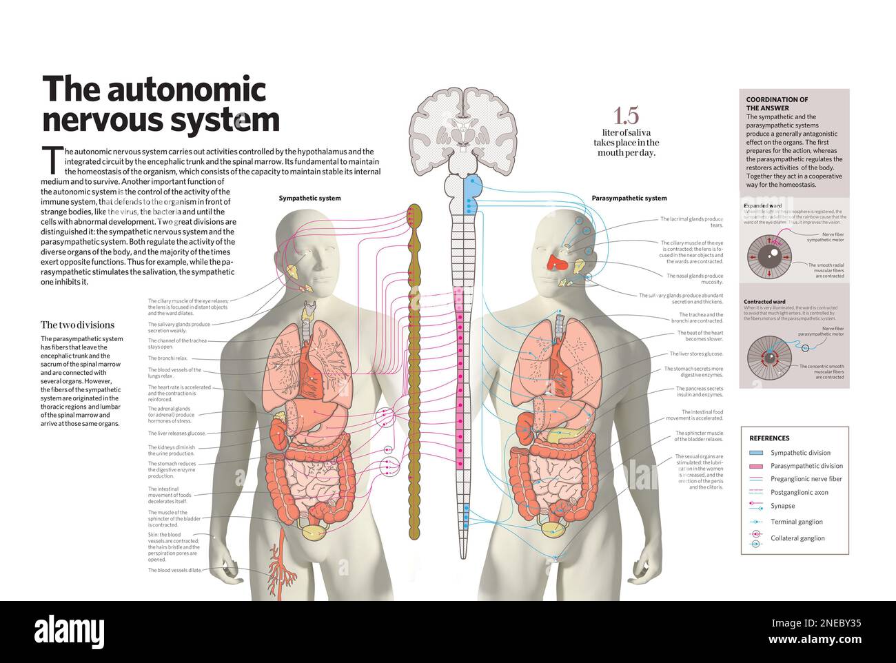 Infographie sur le système autonome du corps humain, le système qui contrôle les fonctions involontaires. [Adobe InDesign (.indd)]. Banque D'Images