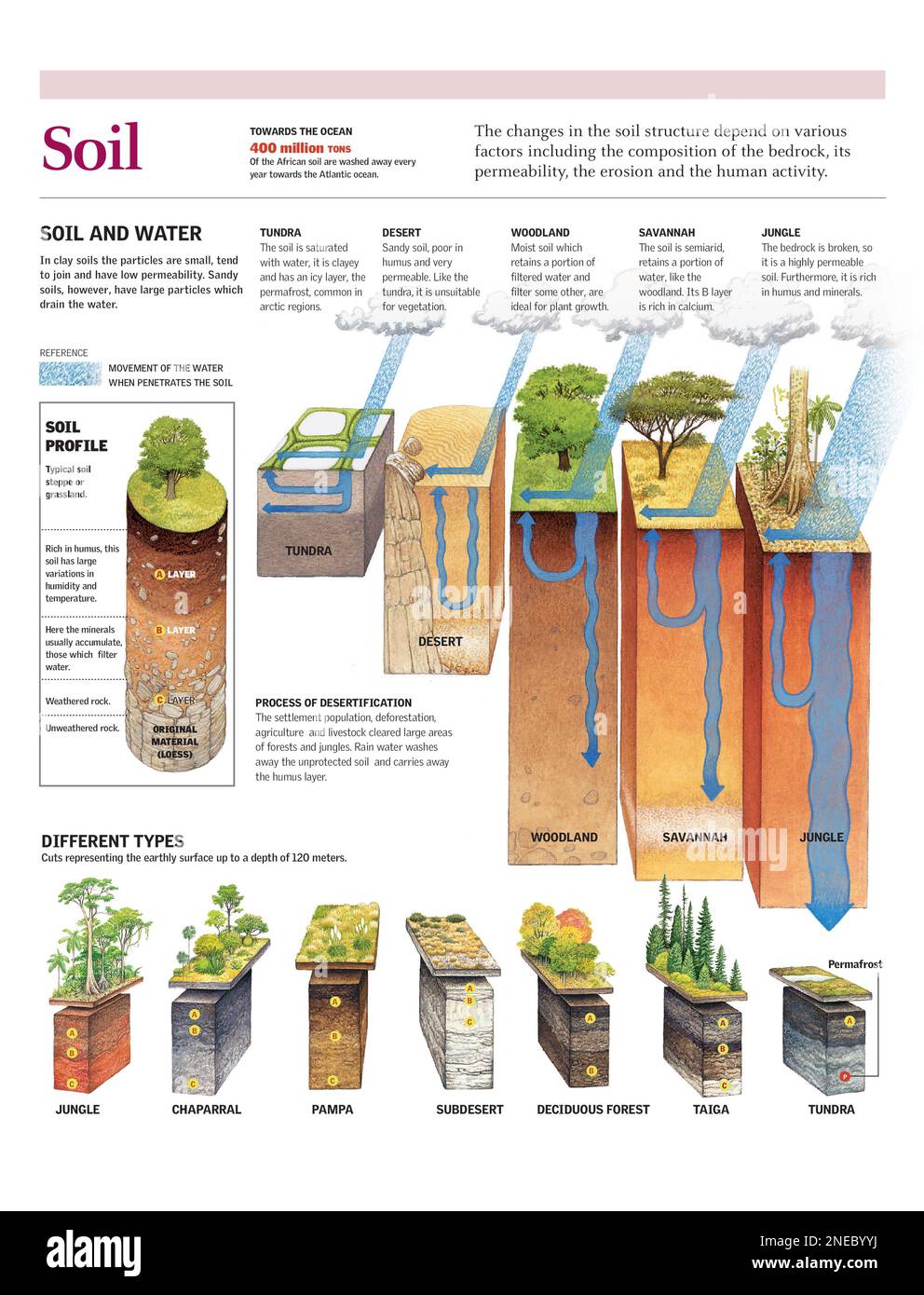 Infographies des différents types de sol en fonction de leur perméabilité à l'eau et des couches qui composent le sol. [Adobe Illustrator (.ai); 2480x3248]. Banque D'Images