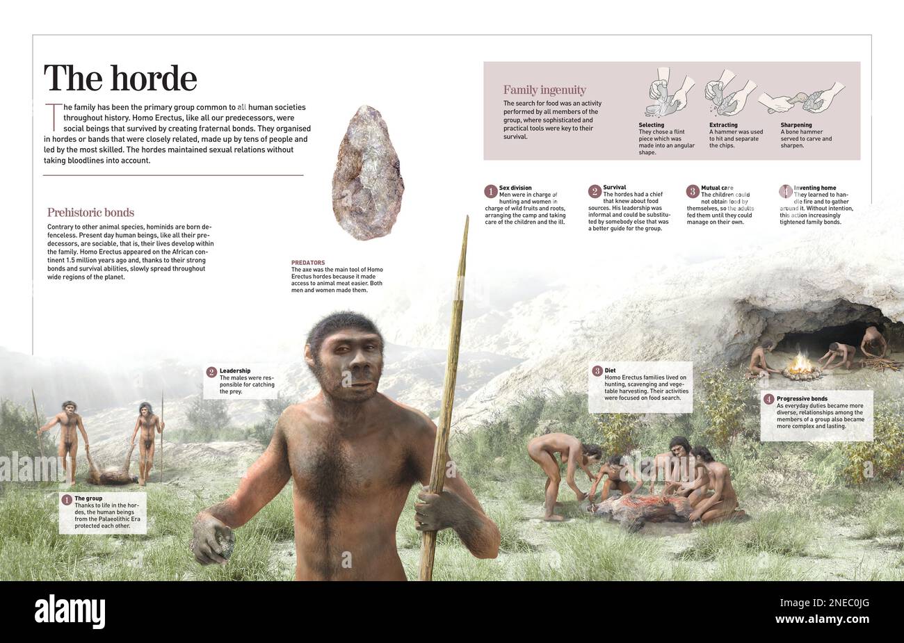 Infographie sur la vie de Homo Erectus il y a 800 000 ans: Dans des groupes ou des gangs étroitement liés et organisés. [Adobe InDesign (.indd); 4960x3188]. Banque D'Images