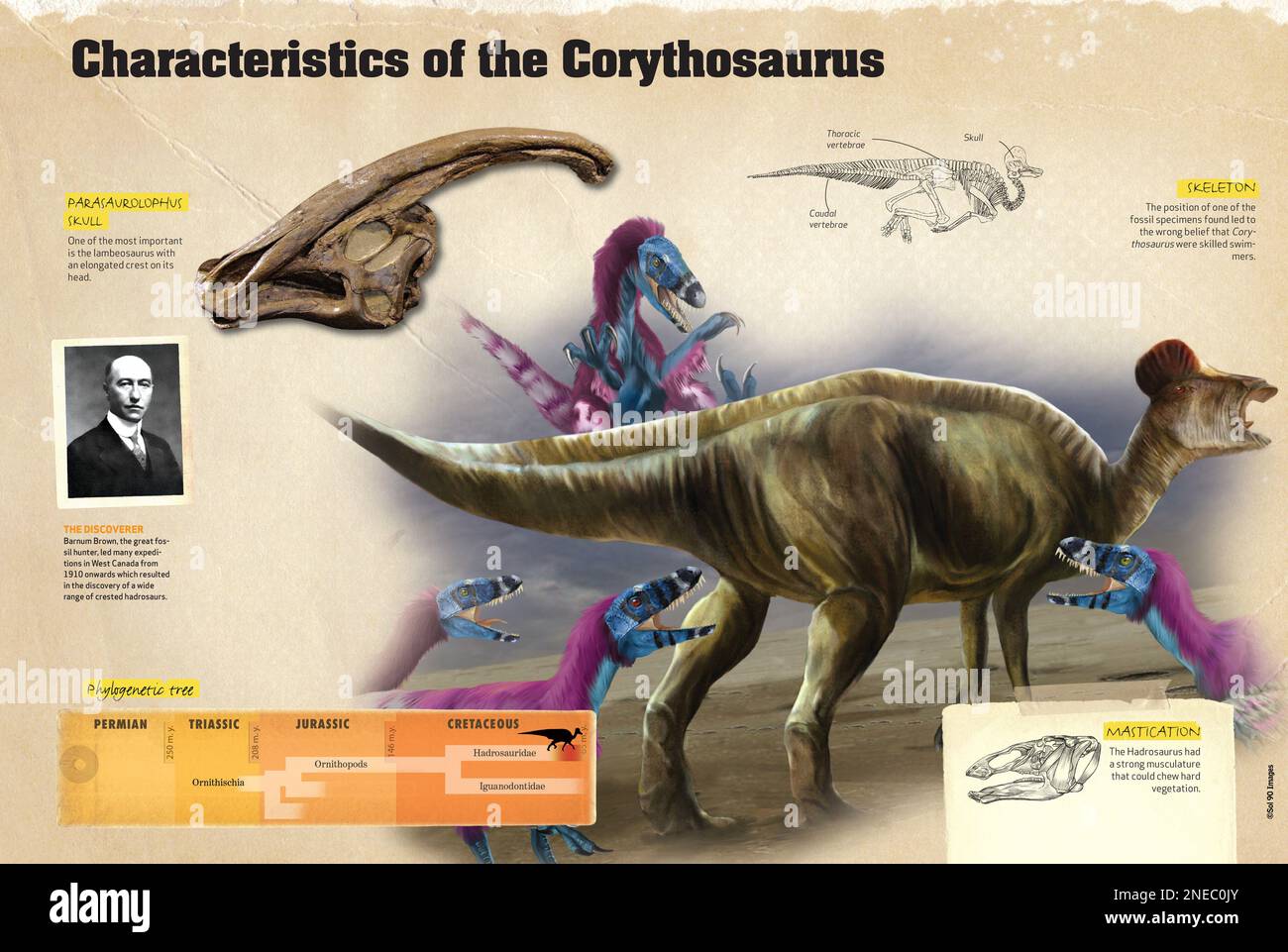 Des infographies qui montrent les caractéristiques du Corythosaurus, un dinosaure de la période crétacée, comme son squelette, son arbre phylogénétique et son découvreur. [QuarkXPress (.qxp); 4842x3248]. Banque D'Images