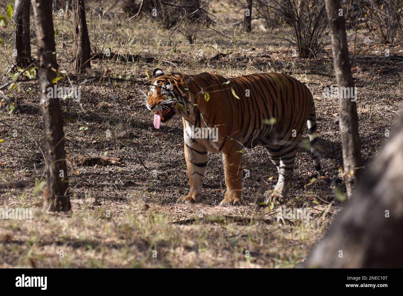 Un tigre du Bengale mâle sauvage tirant sa langue dans les forêts de la réserve de tigres de Ranthambore, située à Sawai Madhopur Banque D'Images