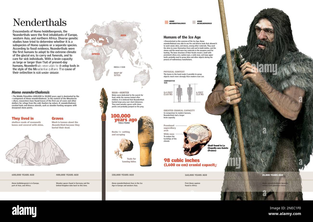 Infographie de l'Homo neanderthalensis ou neanderthal, sa répartition, son anatomie, son habitat, ses outils et ses méthodes de chasse. [QuarkXPress (.qxp); 4015x4133]. Banque D'Images