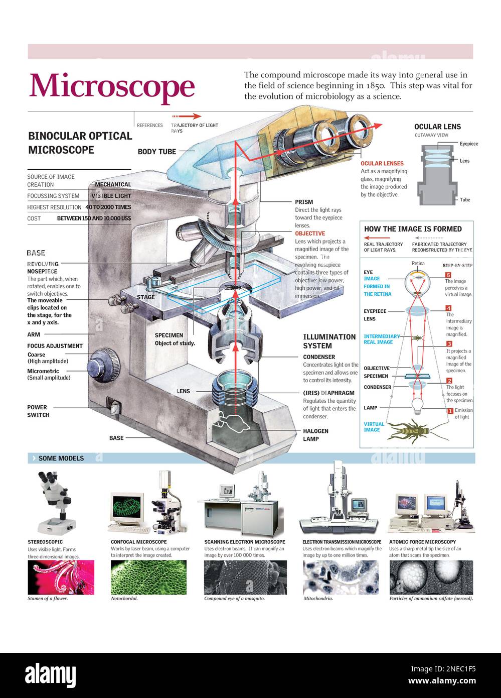 Infographies du fonctionnement d'un microscope optique binoculaire et de  différents types de microscopes. [Adobe Illustrator (.ai); 2480x3248] Photo  Stock - Alamy