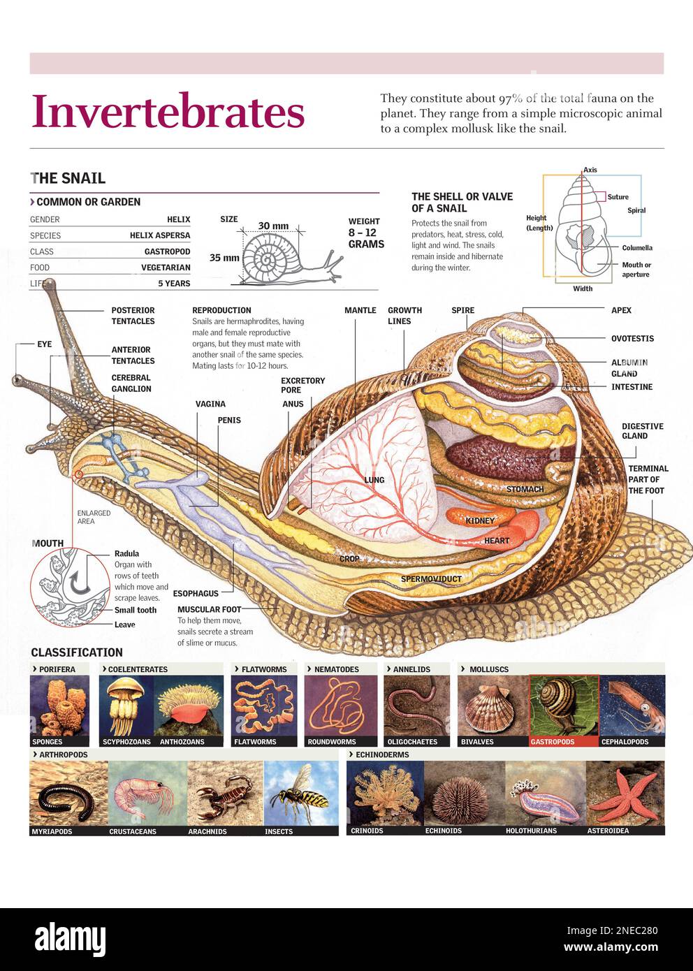 Infographies de l'anatomie de l'escargot et classification des invertébrés. [Adobe Illustrator (.ai); 2480x3248]. Banque D'Images