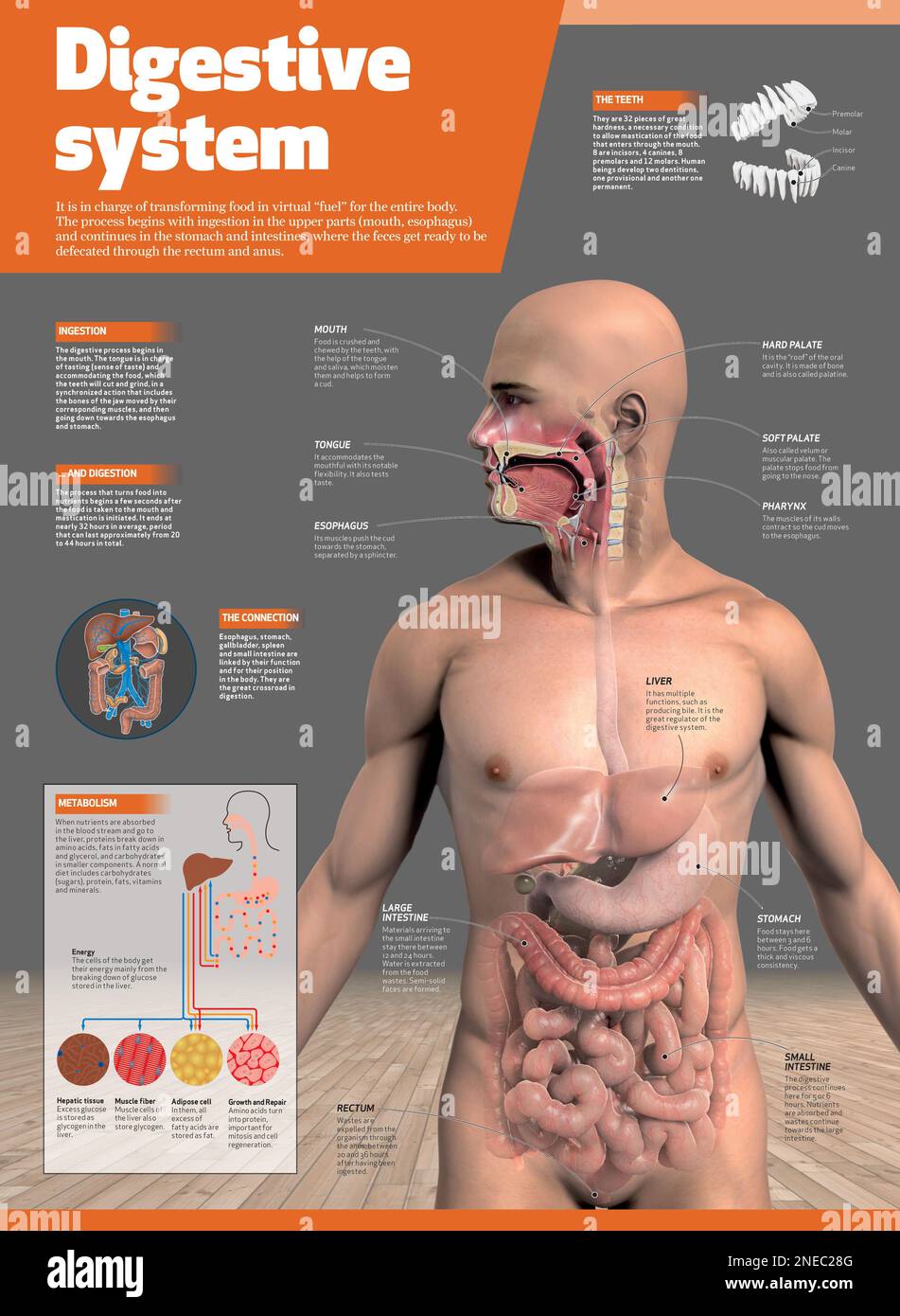 L'infographie sur le système digestif humain. [Adobe InDesign (.indd); 3543x4842]. Banque D'Images