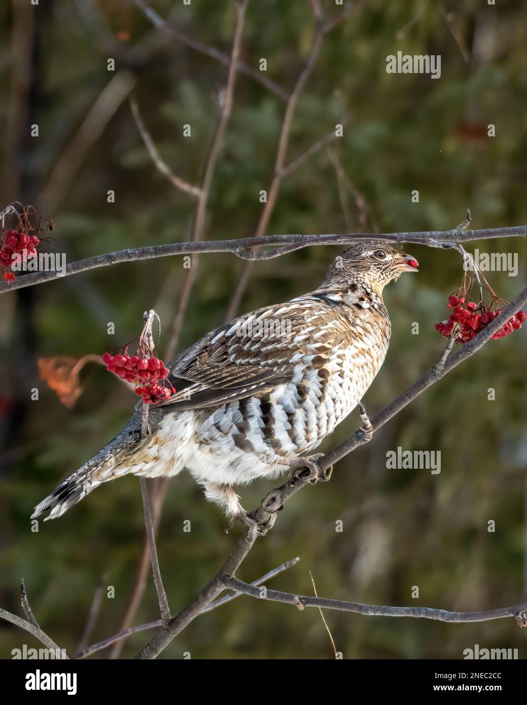 Mésse à revers femelle (Bonasa umbellus) perchée sur une branche et mangeant des fruits de canneberge, à la verticale Banque D'Images