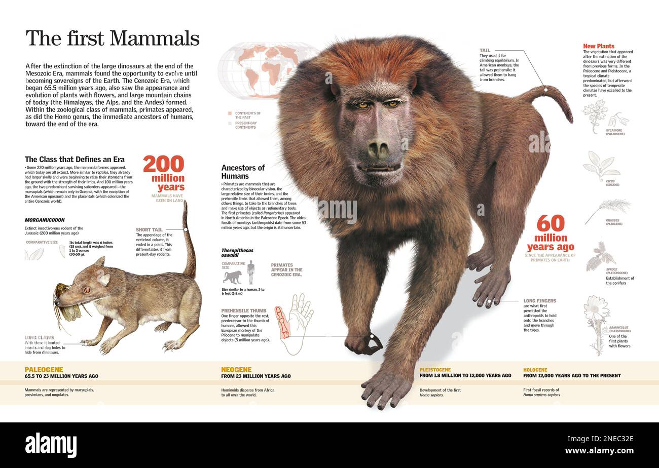Infographie des premiers mammifères (simiens et singes) après la disparition des dinosaures. [QuarkXPress (.qxp); 6259x4015]. Banque D'Images