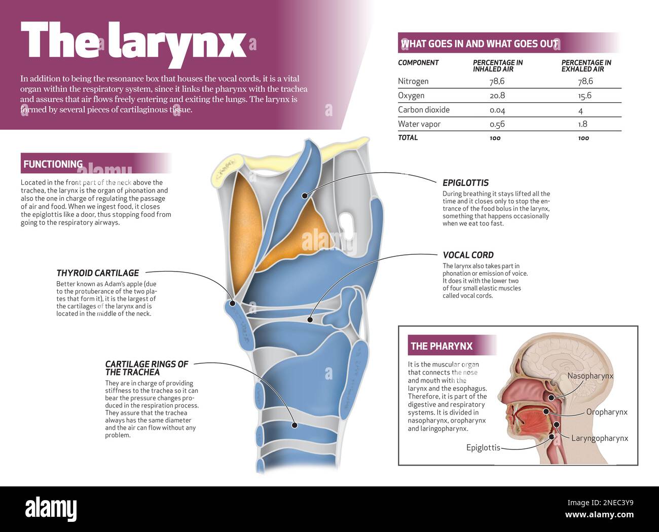 L'inographie sur le larynx humain. [Adobe InDesign (.indd); 4795x3543]. Banque D'Images