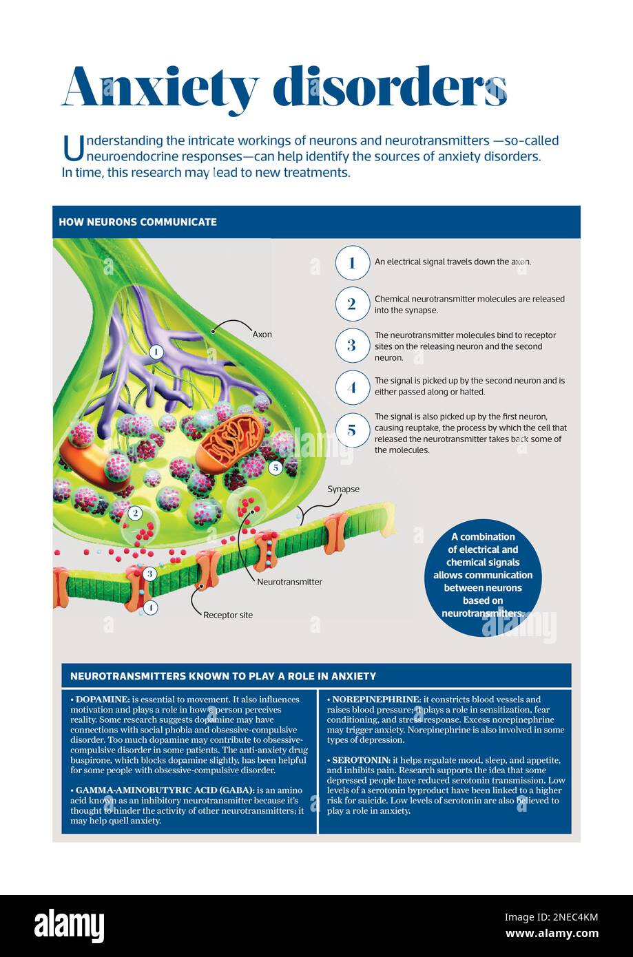 Infographie qui montre comment la communication entre les neurones a lieu et comment il est possible d'identifier l'origine des troubles anxieux sur la base de cette communication. [Adobe InDesign (.indd); 2480x3507]. Banque D'Images