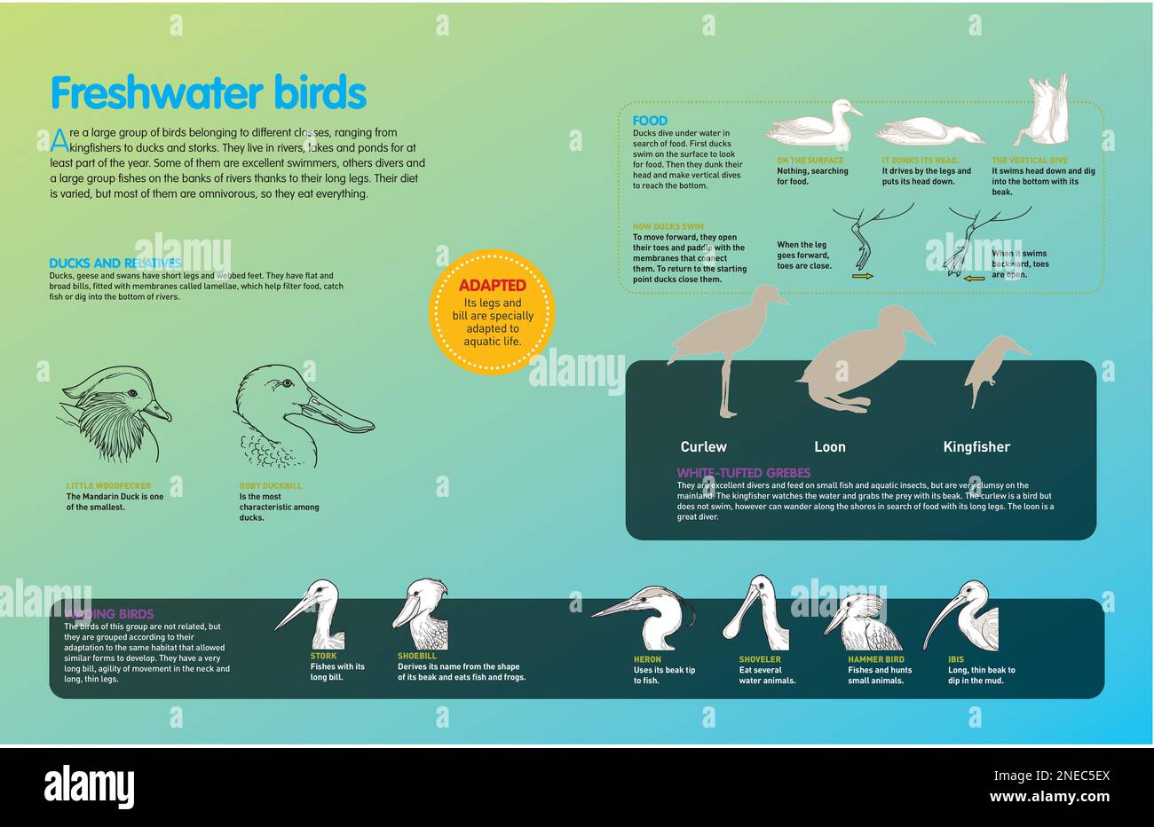 Infographie sur les caractéristiques des oiseaux aquatiques, y compris les canards, les barboteurs et les oiseaux plongeurs. [QuarkXPress (.qxp); Adobe InDesign (.indd); 4960x3188]. Banque D'Images