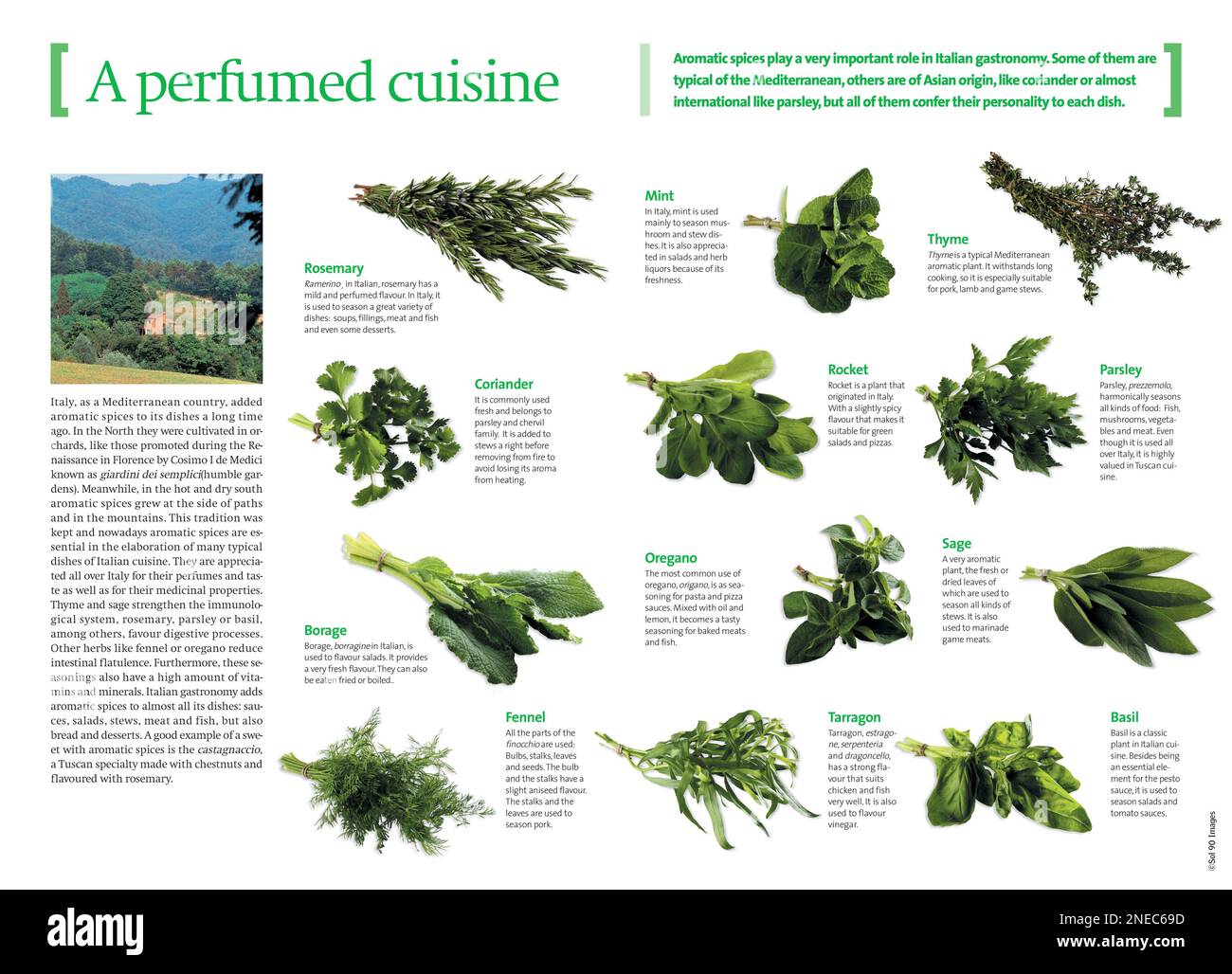 Infographies sur les différentes herbes aromatiques utilisées pour préparer et assaisonner les plats de la cuisine italienne. [QuarkXPress (.qxp); 4251x3070]. Banque D'Images