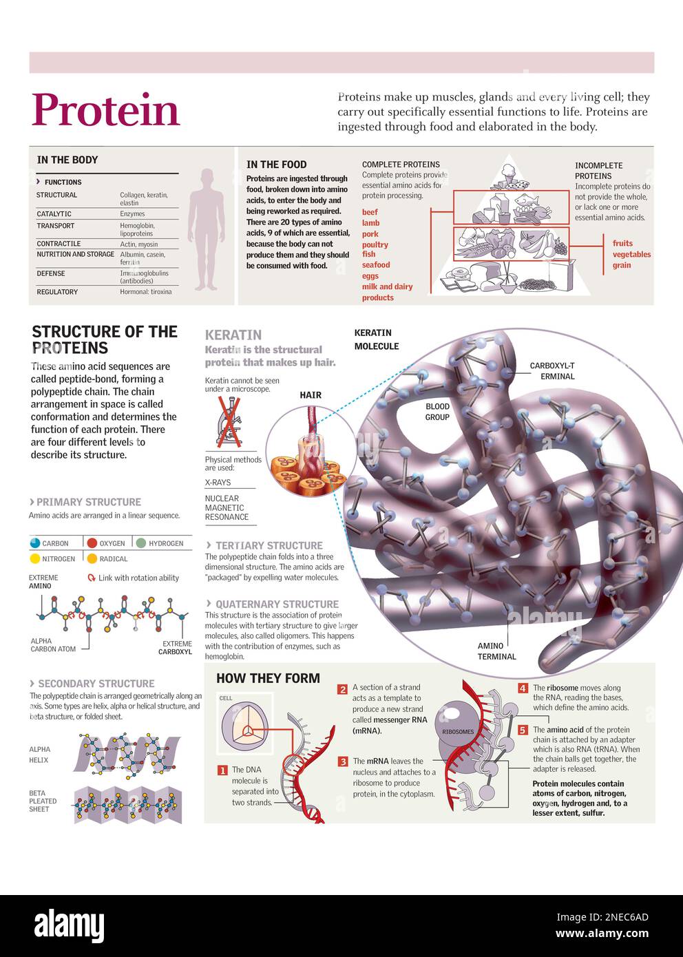 Infographies de la structure de la protéine kératine, de la formation