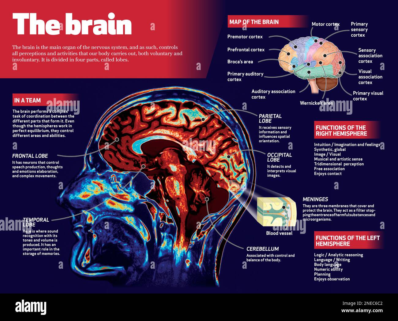 L'infographie sur le cerveau humain. [Adobe InDesign (.indd); 4795x3543]. Banque D'Images