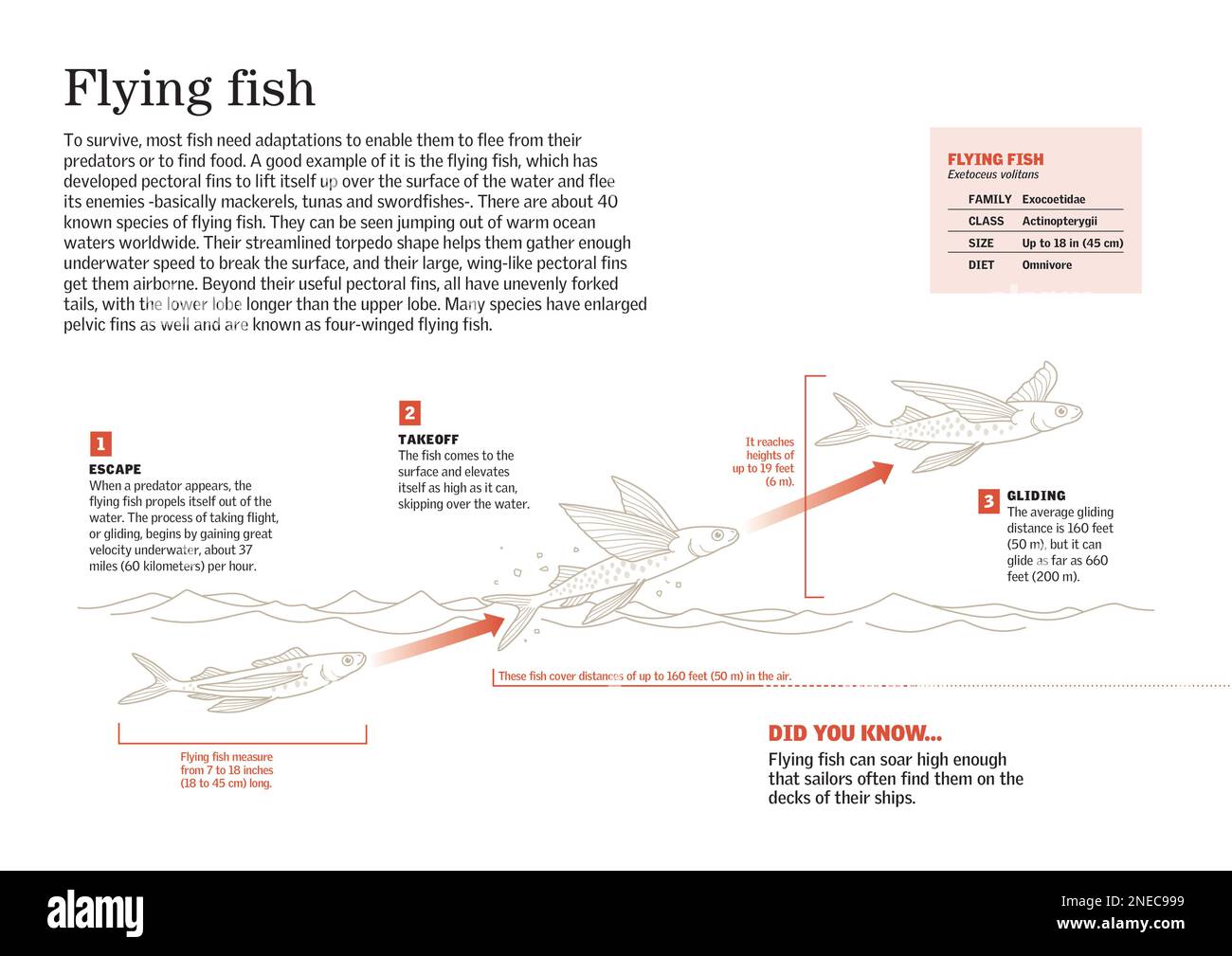 Infographie qui montre la capacité du poisson volant (Exetoceus volitans) à s'échapper de ses ennemis: Il est capable de voler au-dessus de la surface de l'eau grâce à ses nageoires pectorales. [Adobe InDesign (.indd) ; 3507x2480]. Banque D'Images