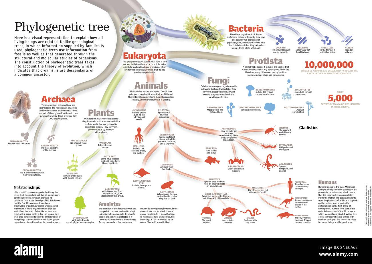 Infographie de l'arbre phylogénétique de tous les êtres vivants. [QuarkXPress (.qxp); 6259x4015]. Banque D'Images