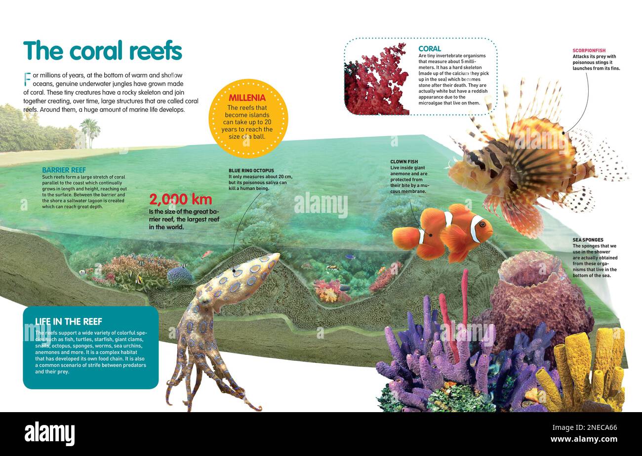 Infographie sur les récifs coralliens et les différentes espèces marines qui se développent à proximité. [QuarkXPress (.qxp); Adobe InDesign (.indd); 4960x3188]. Banque D'Images