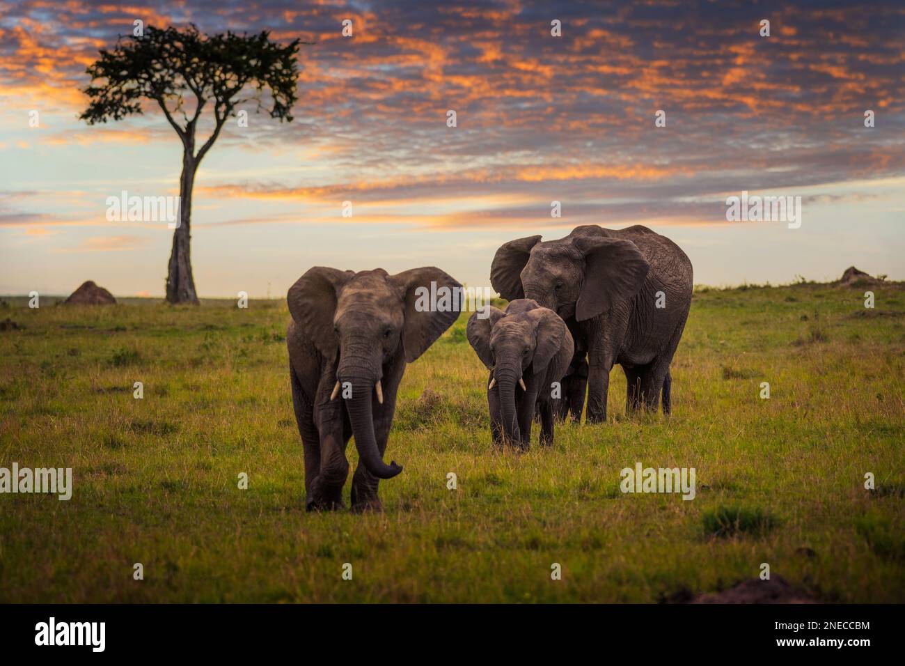 Famille d'éléphants avec un bébé marchant au coucher du soleil à Maasai Mara, Kenya Banque D'Images