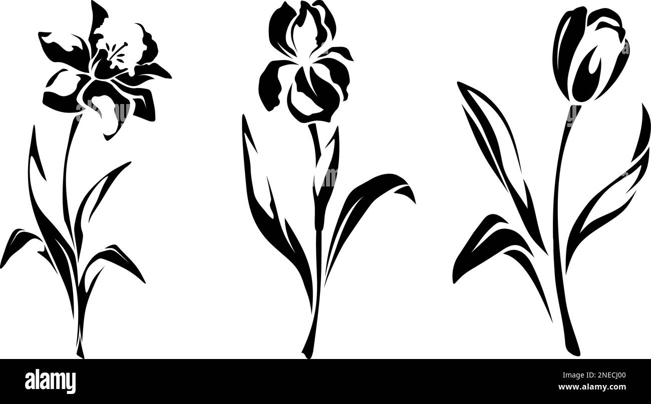 Narcisse, iris et fleurs de tulipe. Ensemble de silhouettes noires de fleurs isolées sur fond blanc. Illustration vectorielle Illustration de Vecteur