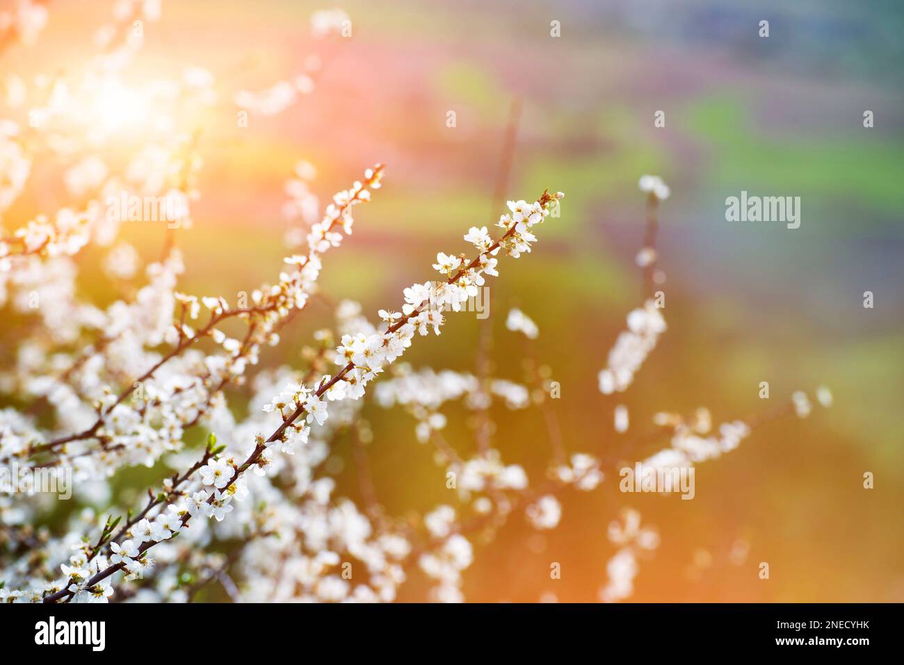 Les brindilles fleuris de cerisiers se rapprocheraient au printemps Banque D'Images