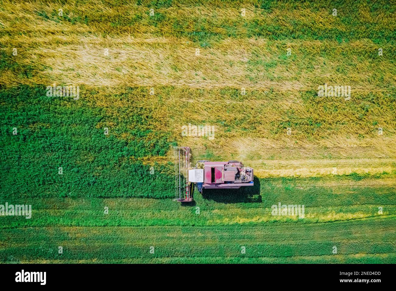 La récolteuse dans les champs récolte du maïs pendant la récolte d'automne. Bélarus. Vue aérienne Banque D'Images