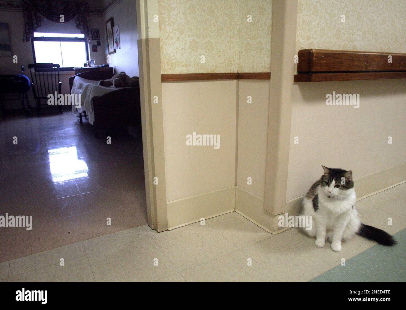 FILE In this July 23, 2007 file photo, Oscar, a hospice cat with an