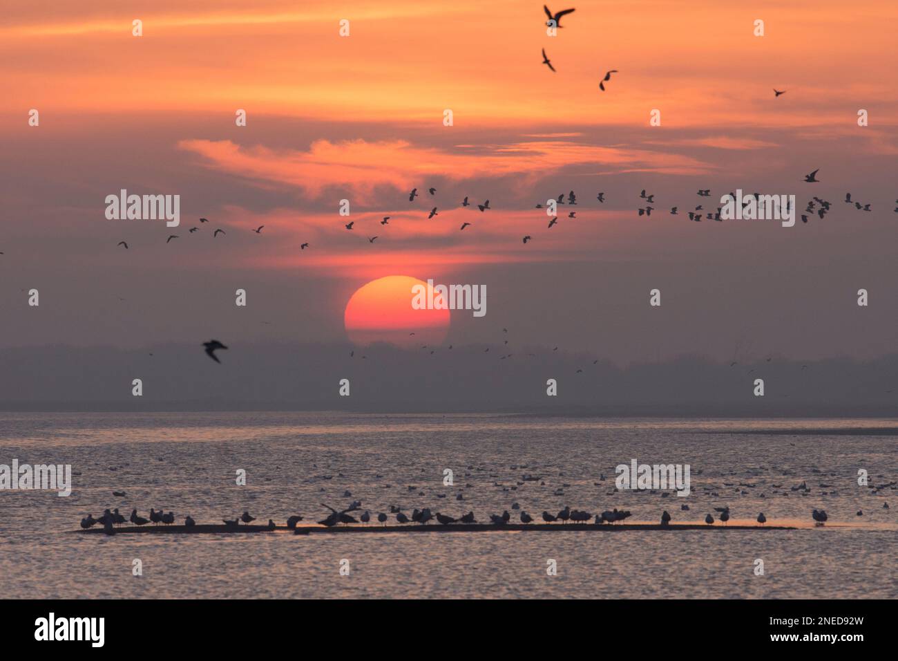 Lapwing, Peewit, Vanellus vanellus, flock devant le coucher du soleil sur l'eau et les goélands sur la bande de boue, Pagham Harbour, Sussex, février, Banque D'Images