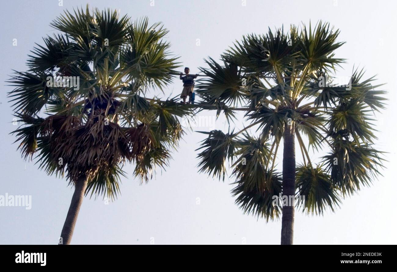 A Cambodian man crosses two palm trees by using a bamboo pole as a bridge in the air while collecting palm juice to make palm sugar during its harvesting season at Ta Ches village, Kampong Chhnang province, some 70 kilometers (43 miles) north of Phnom Penh, Friday, Jan. 29, 2010. Nel would earn about U.S. $3 per day for six hours of collecting palm juice. (AP Photo/Heng Sinith) Banque D'Images
