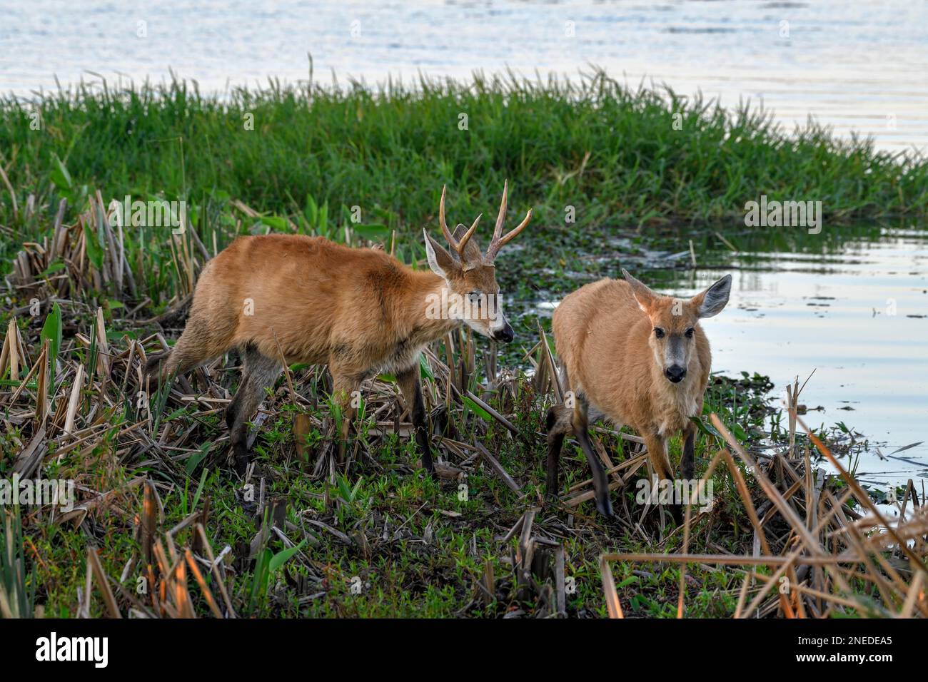 Cerf de Pampas (Ozotoceros bezoarticus), homme et femme, pour Colonia Carlos Pellegrini, Esteros del Ibera, province de Corrientes, Argentine Banque D'Images